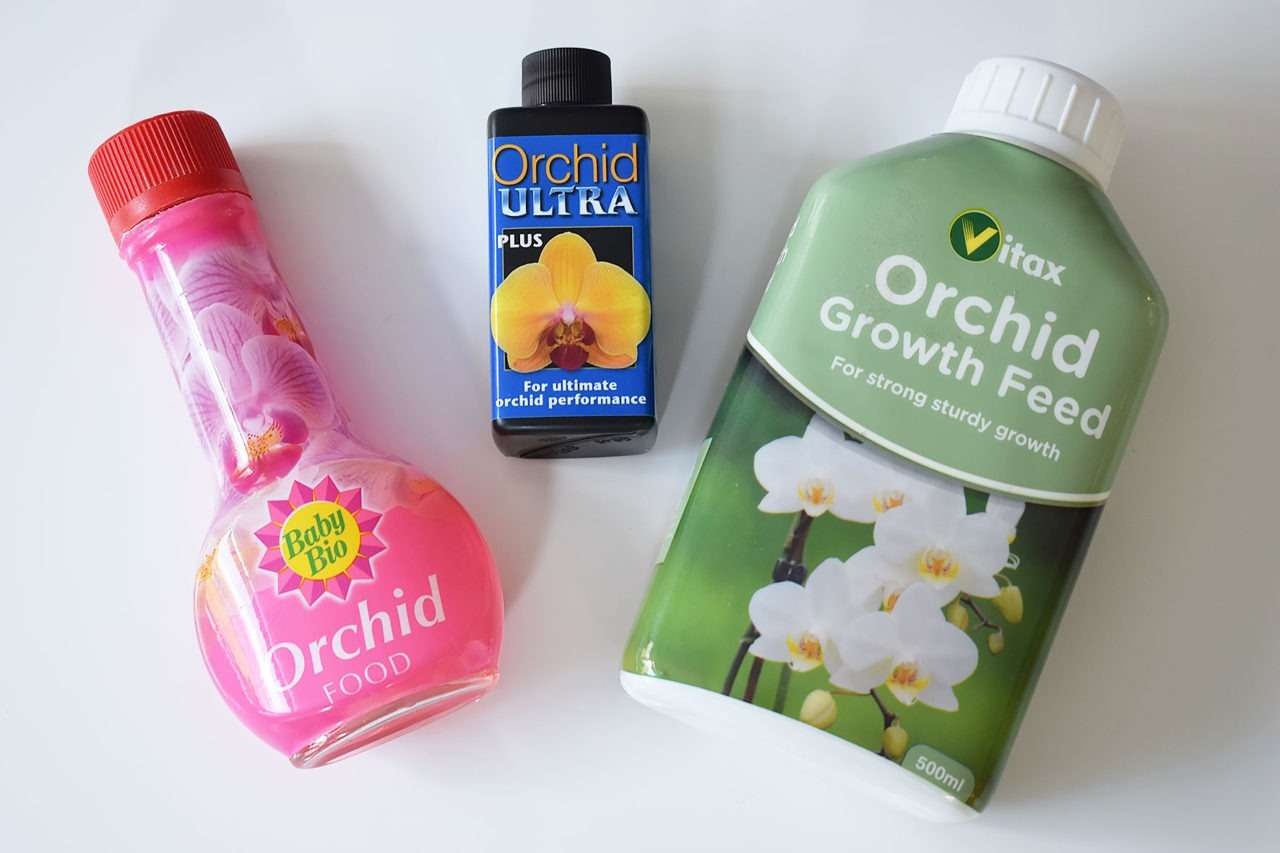 How to Rebloom and Care for Orchids Daring Home Decor