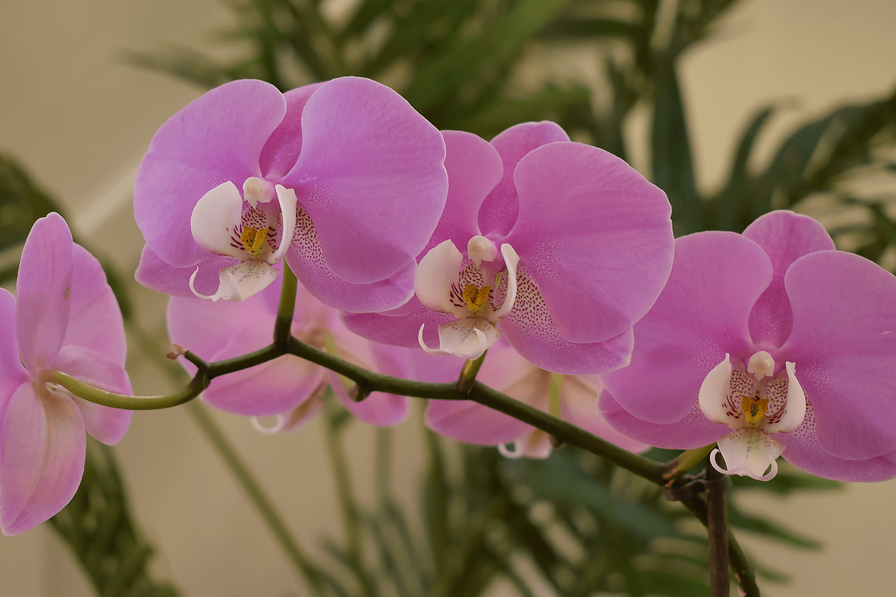 How to Rebloom and Care for Orchids Caradise